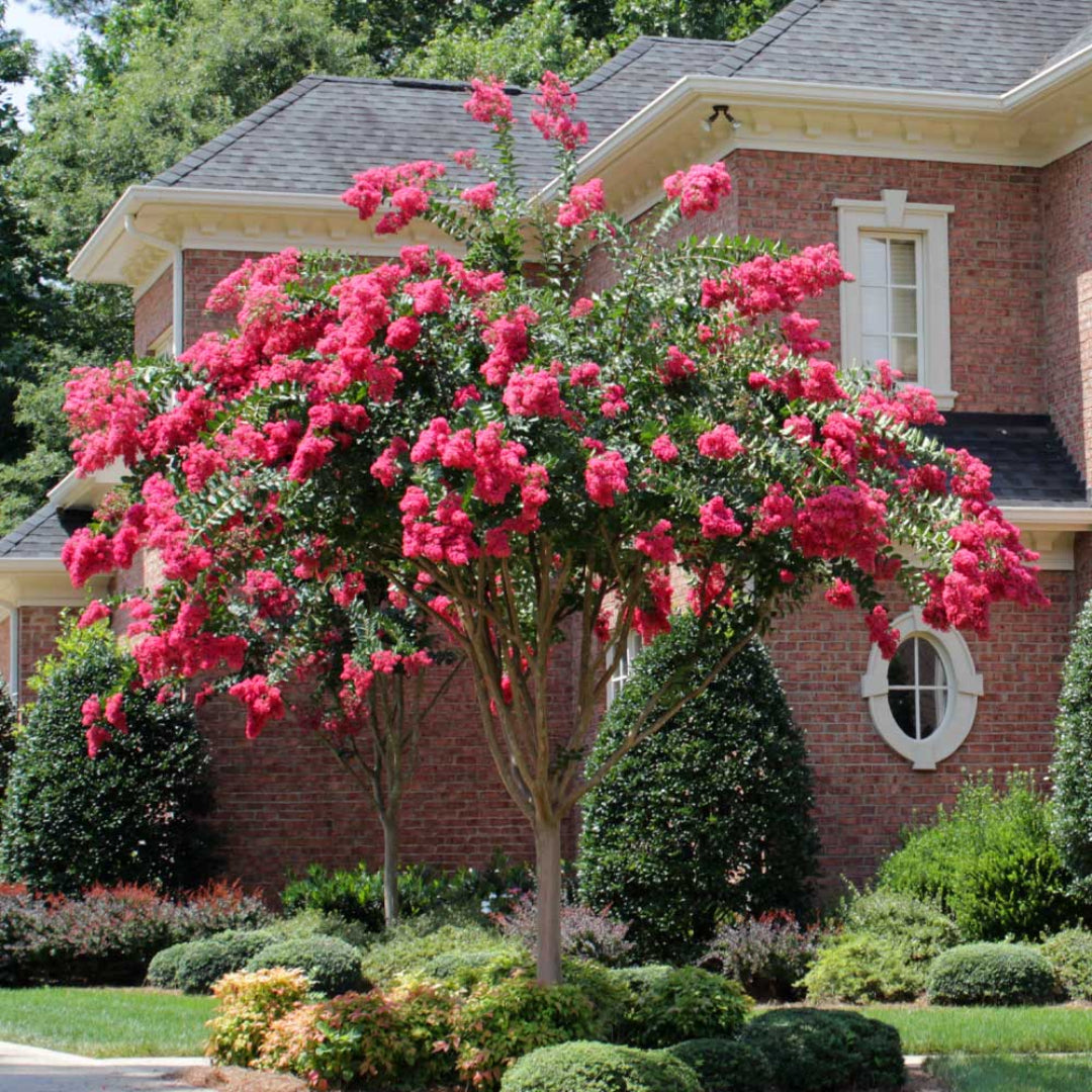 Tonto Crape Myrtle