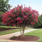 Tonto Red Crape Myrtle Tree in Garden Setting