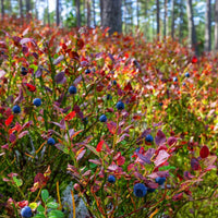 Compact Top Hat Blueberry shrub ideal for small spaces