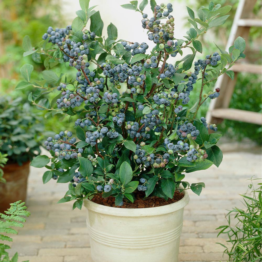 Healthy leaves and fruits of Top Hat Blueberry plant