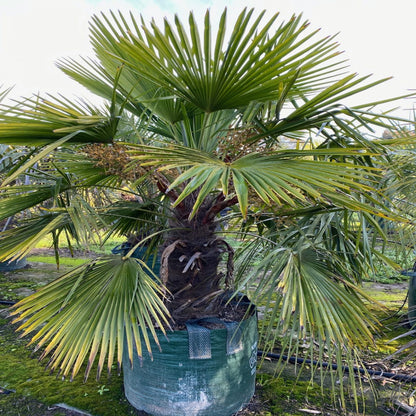Tall Windmill Palm in nursery container