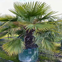 Outdoor Windmill Palm Trees in landscape view
