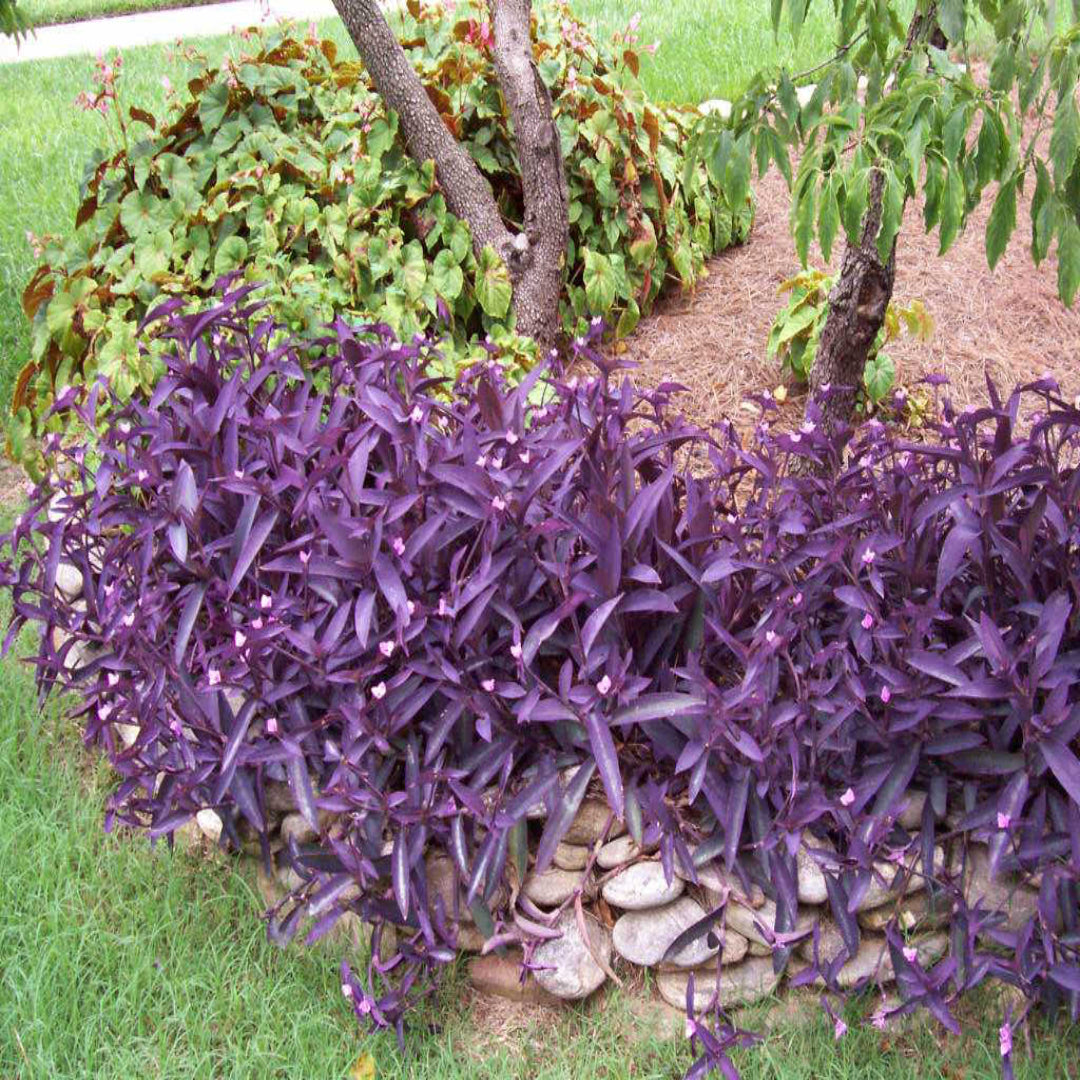 Tradescantia pallida Purple Heart - [EG]