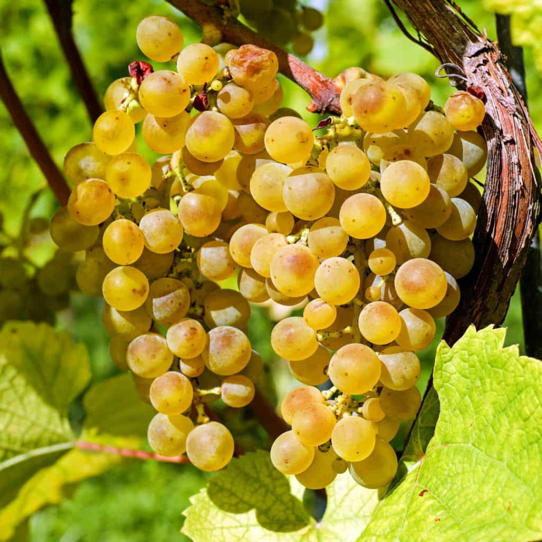 Vidal Blanc Grape