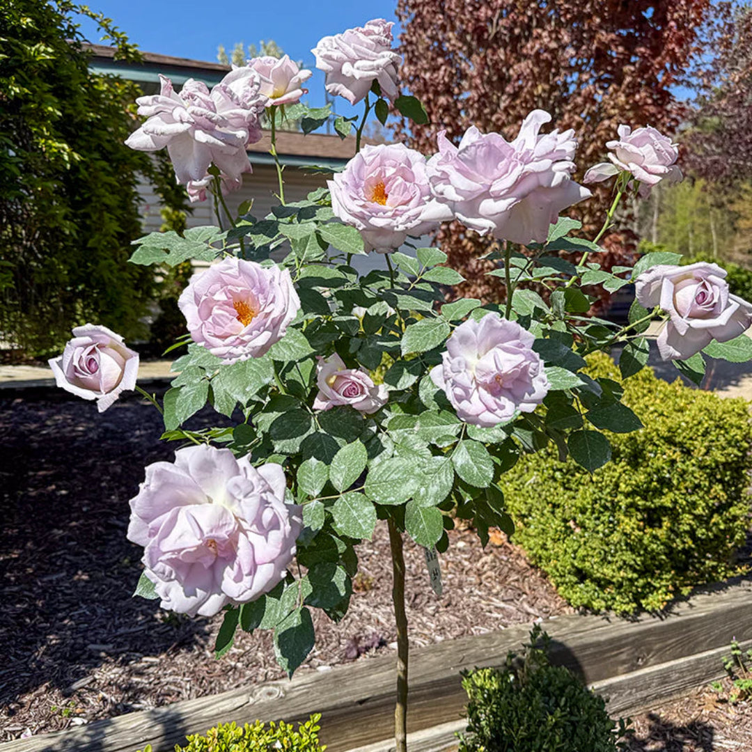 Blue Girl Hybrid Tea Rose