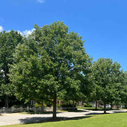 Overcup Oak Tree