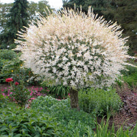 Tri-color Hakuro-Nishiki Willow displaying light pink, cream, and green leaves