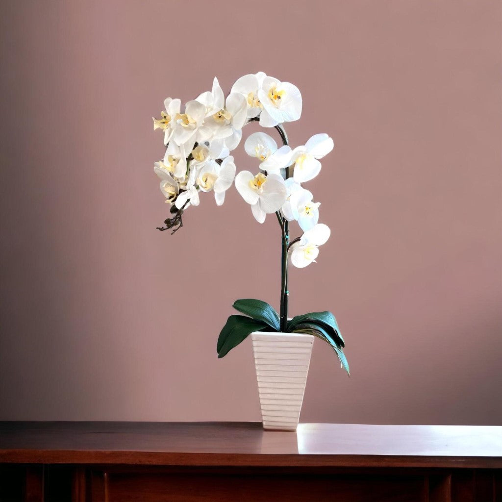 Stunning Orchids in White Triangular Pot