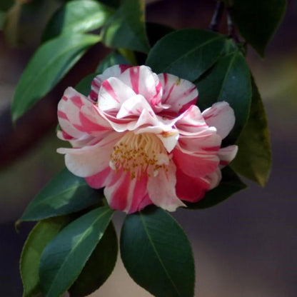 Tricolor Camellia