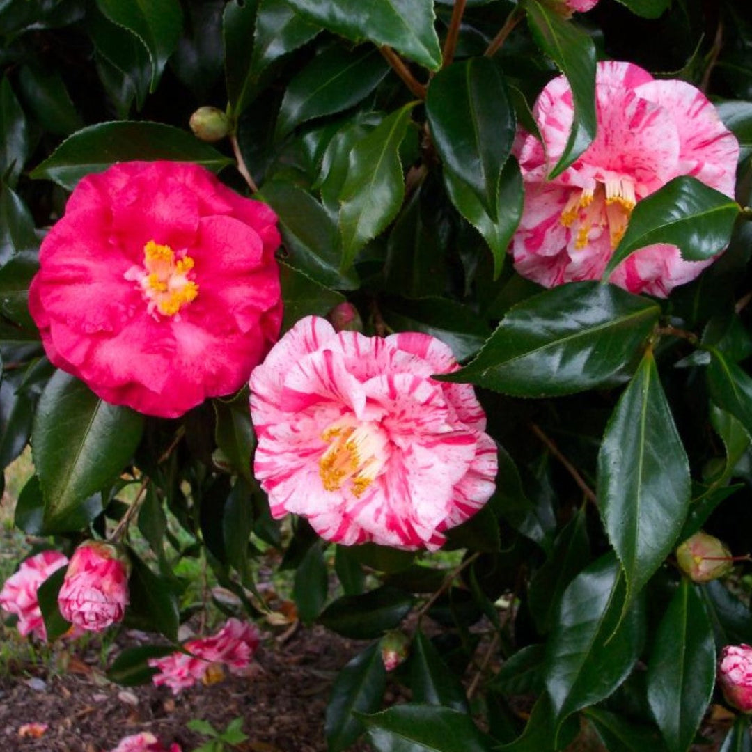 Tricolor Camellia