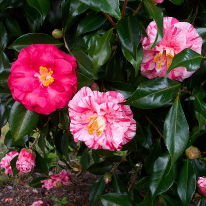 Tricolor Camellia