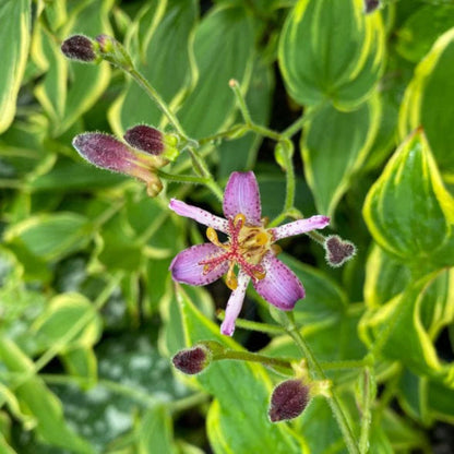 Tricyrtis formosana Samurai -Toad Lily