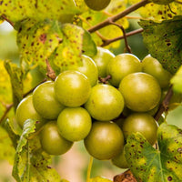 Jane Bell Muscadine Vine