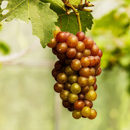 Triumph Muscadine Grape Vine