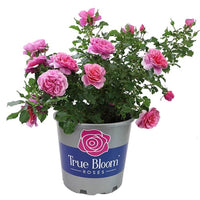 Brindabella Rose Touch of Pink