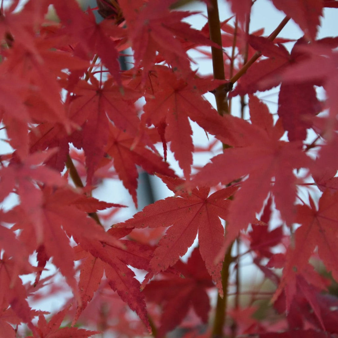 Acer palmatum &