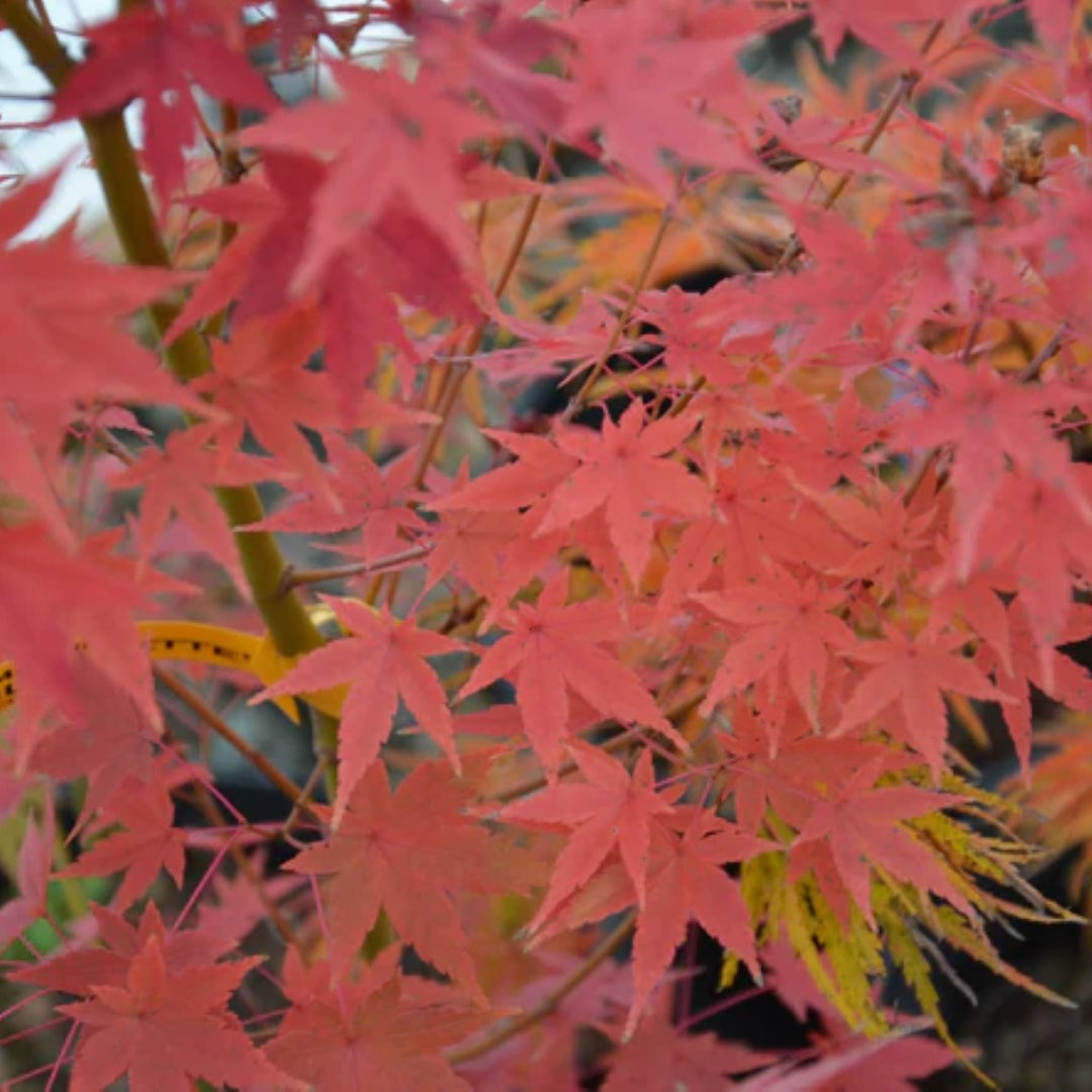 Acer palmatum &