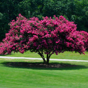 Tuscarora' Crape Myrtle, Coral Pink Flowers, Gorgeous Fall Color