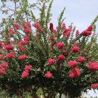 Tuscarora' Crape Myrtle, Coral Pink Flowers, Gorgeous Fall Color