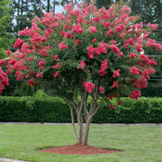 Tuscarora' Crape Myrtle, Coral Pink Flowers, Gorgeous Fall Color