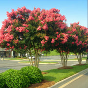 Tuscarora' Crape Myrtle, Coral Pink Flowers, Gorgeous Fall Color
