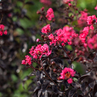 Crape Myrtle Twilight Magic