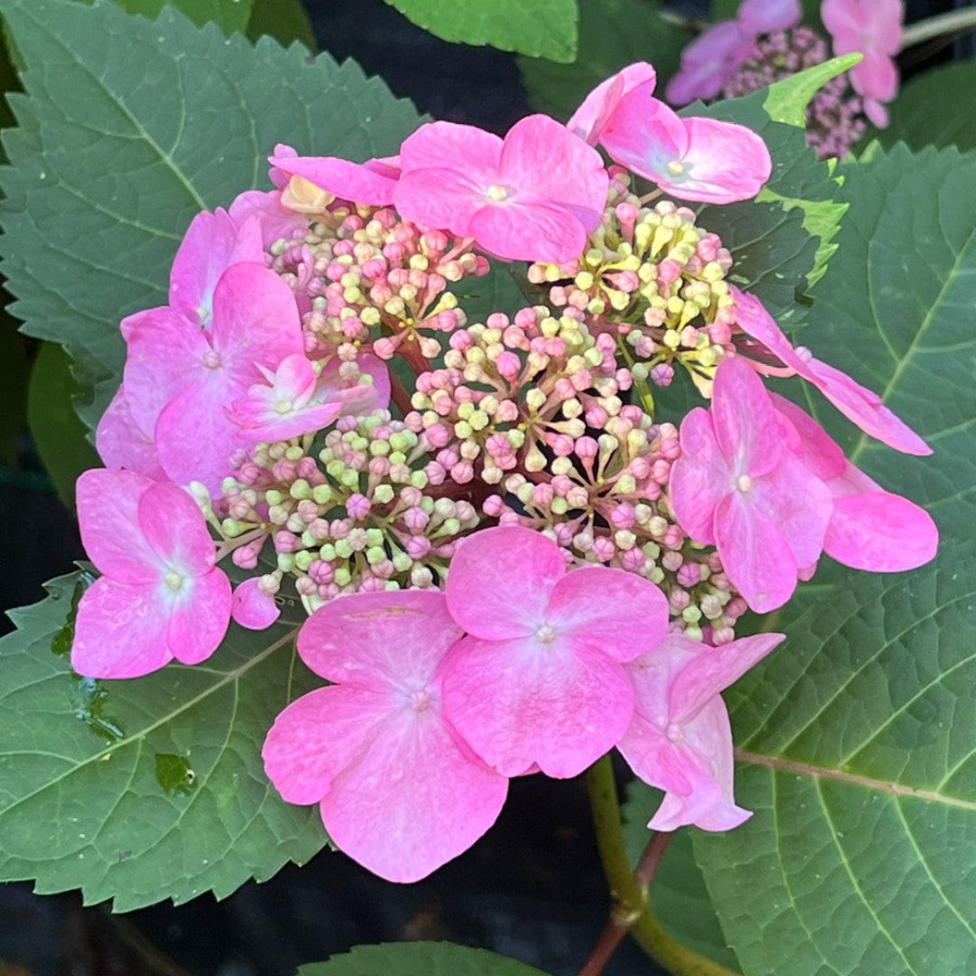 Twist-n-Shout Hydrangea