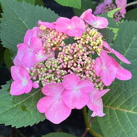 Rich flower clusters on Twist N Shout Hydrangea shrubs