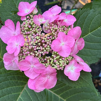 Bright hydrangea blooms from Twist N Shout variety