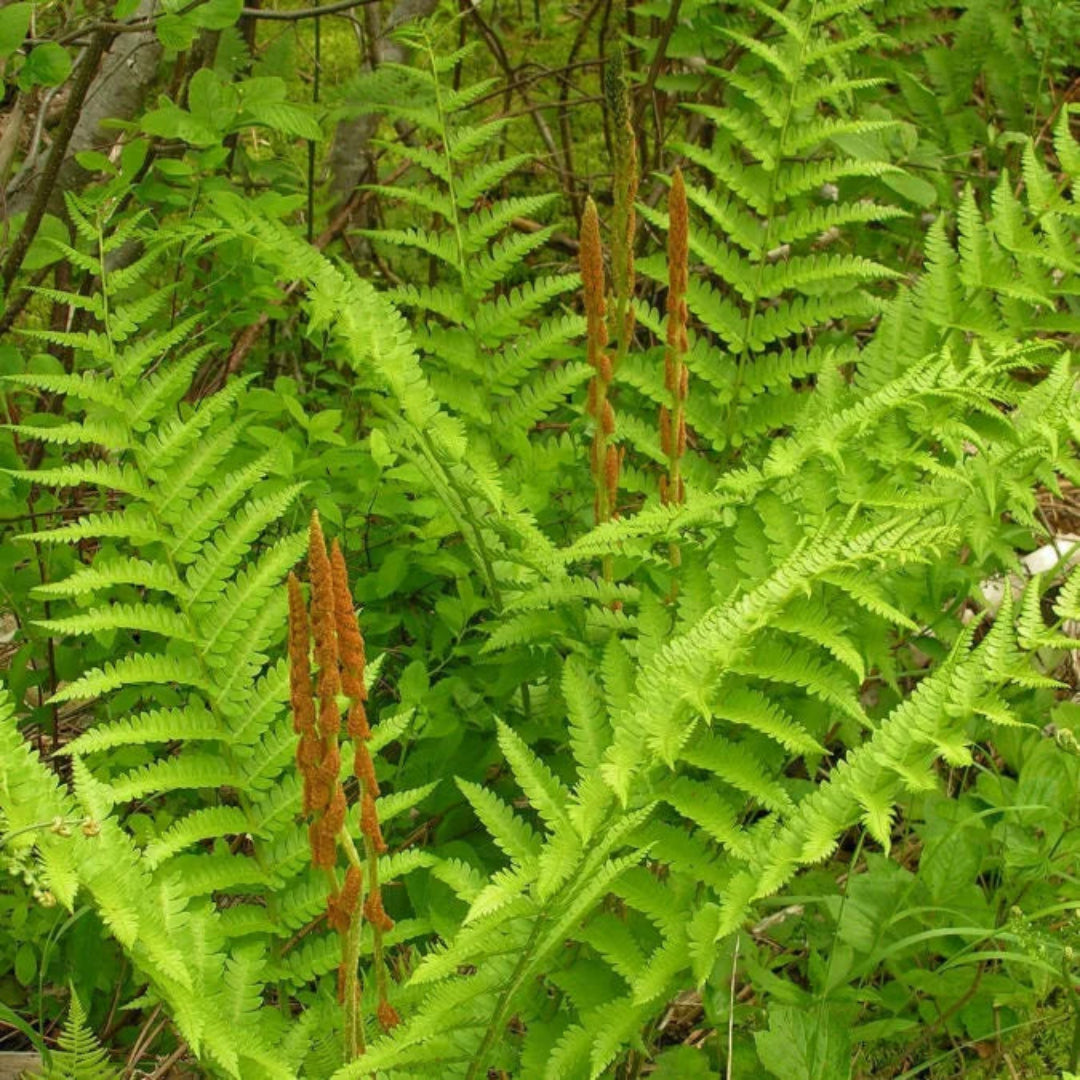 Osmunda Cinnamomea &