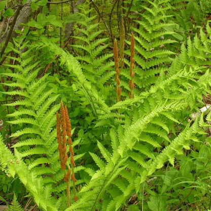 Osmunda Cinnamomea &