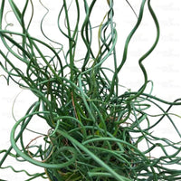Grass Juncus effusus 'Big Twister' Corkscrew Rush - [EG]
