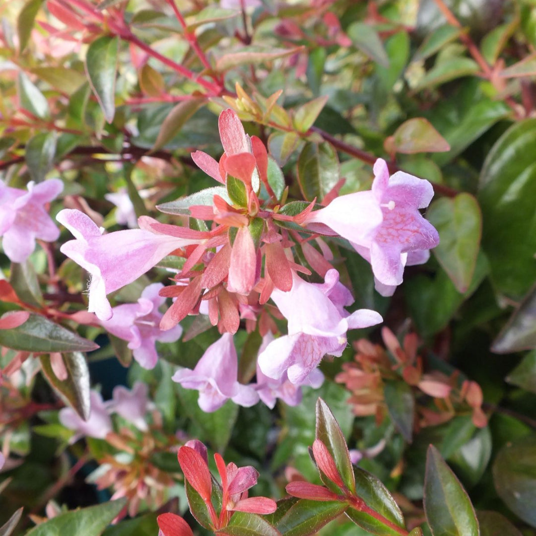 Peach Perfection Abelia