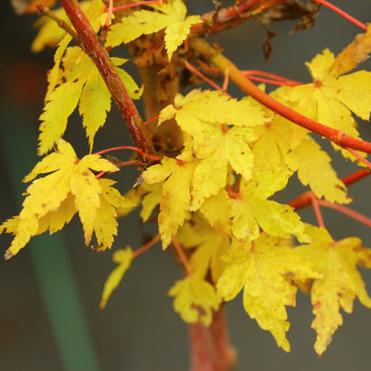Beni Kawa Japanese Maple Tree