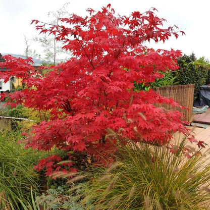 Osakazuki Japanese Maple