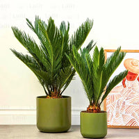 Sago Palm Tree