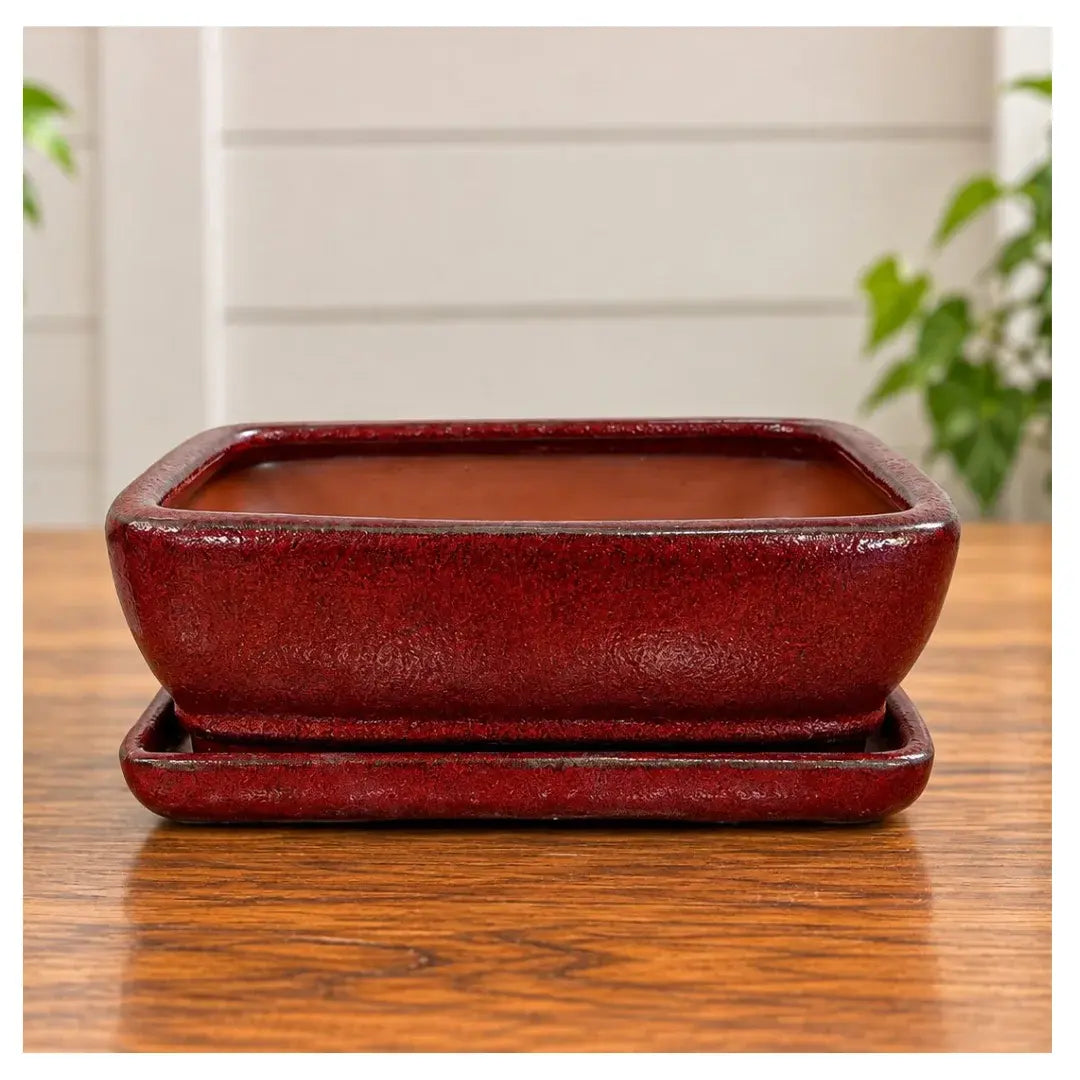 8" Professional Bonsai Planter with Matching Saucer