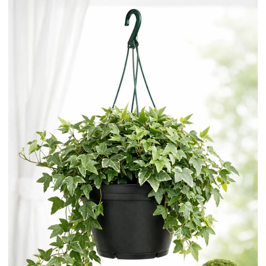 Variegated Ivy Hanging Basket
