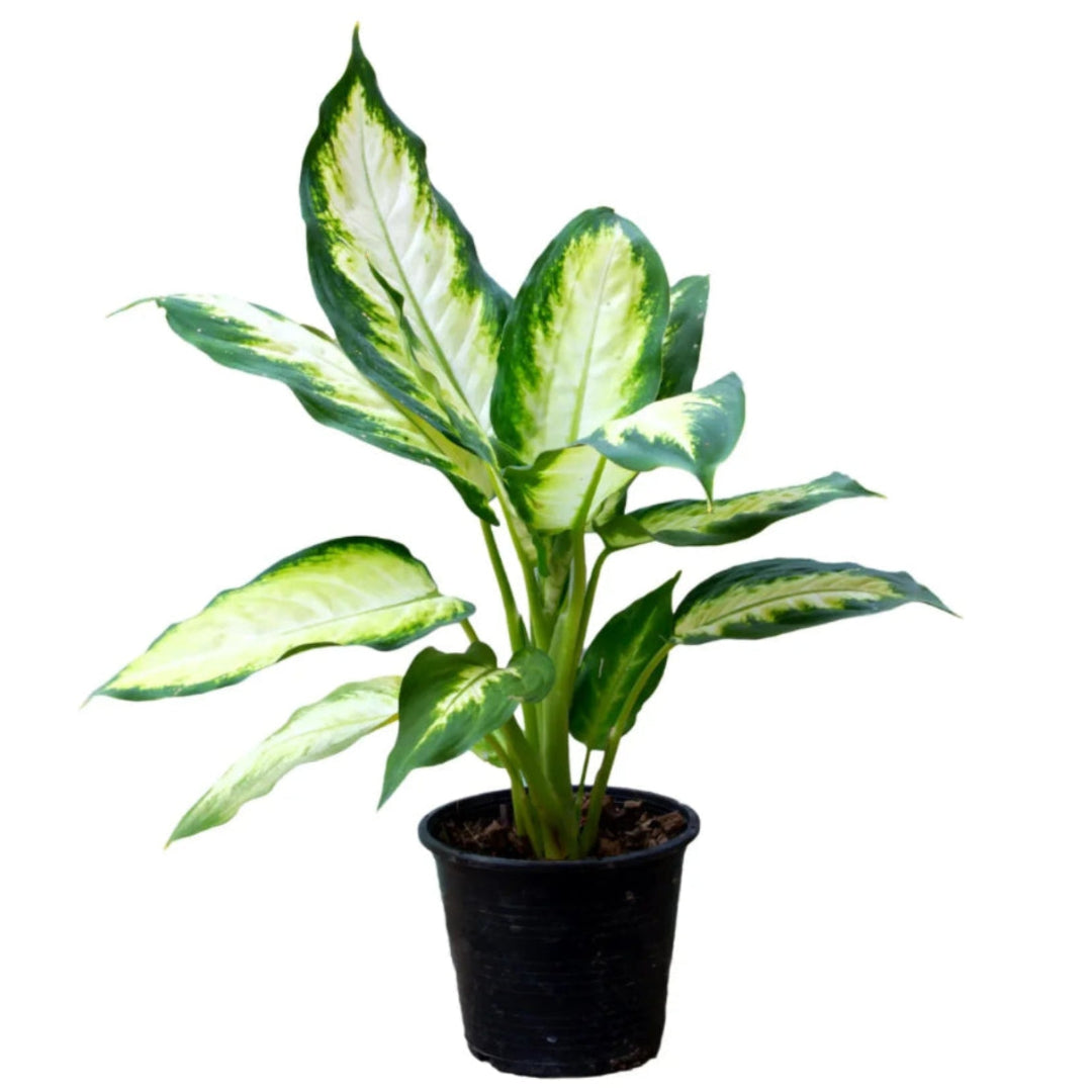 Dieffenbachia ‘Dumb Cane’ - Live Plant in Plastic Pot