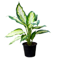 Dieffenbachia indoor plant with lush green and cream leaves