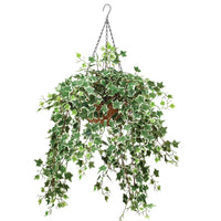 Variegated Ivy Hanging Basket