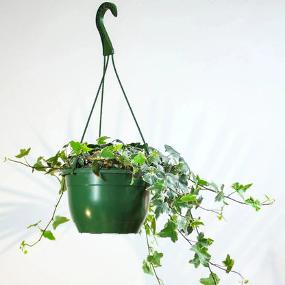 Variegated Ivy Hanging Basket