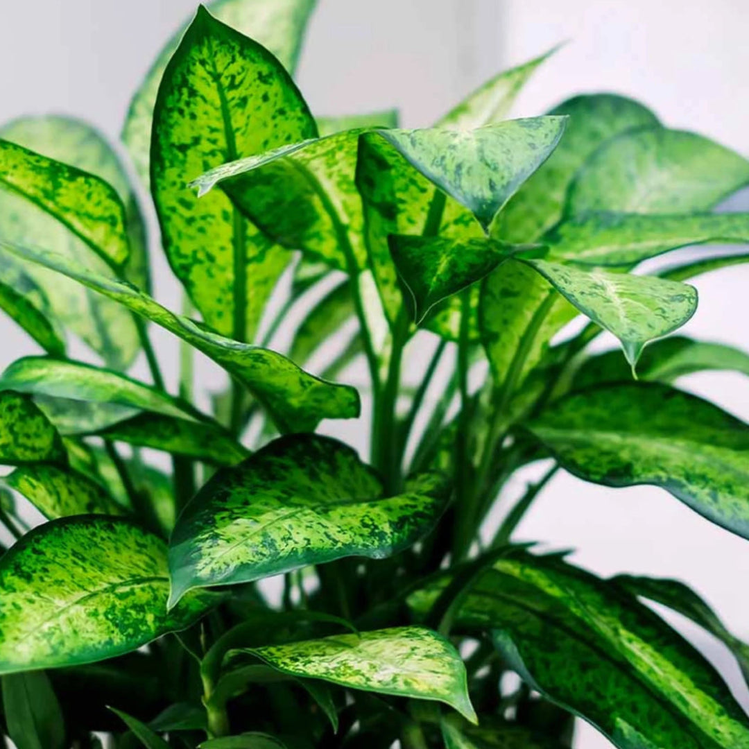 Nursery grown dieffenbachia dumb cane plant for sale