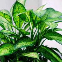Nursery grown dieffenbachia dumb cane plant for sale