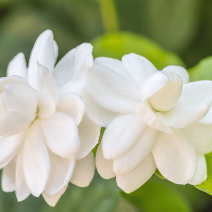 Arabian Jasmine Aka Jasminum Sambac