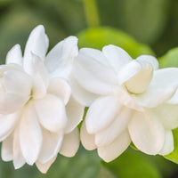Jasminum sambac flowering plant in pot