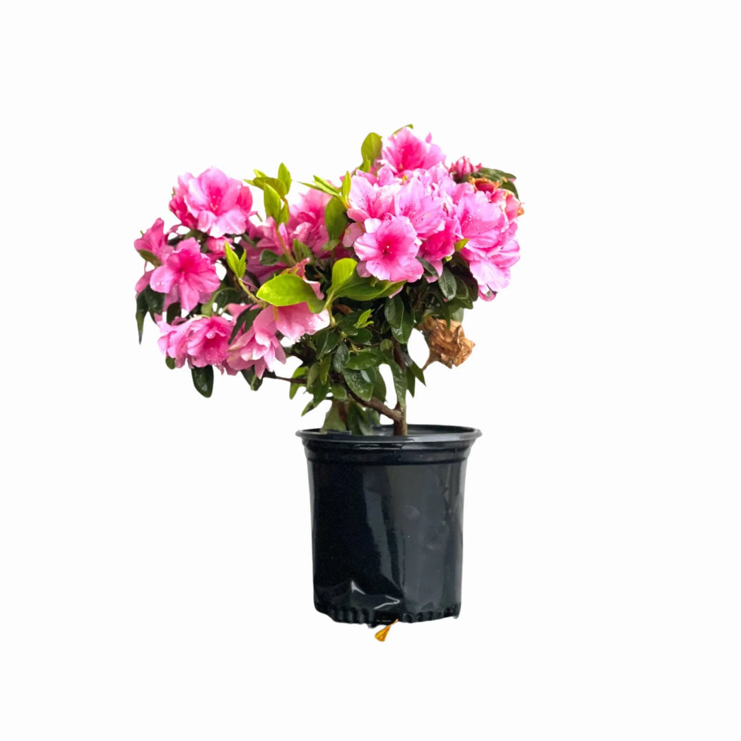 Pink Ruffles Hybrid Azalea