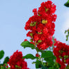 Crape Myrtles