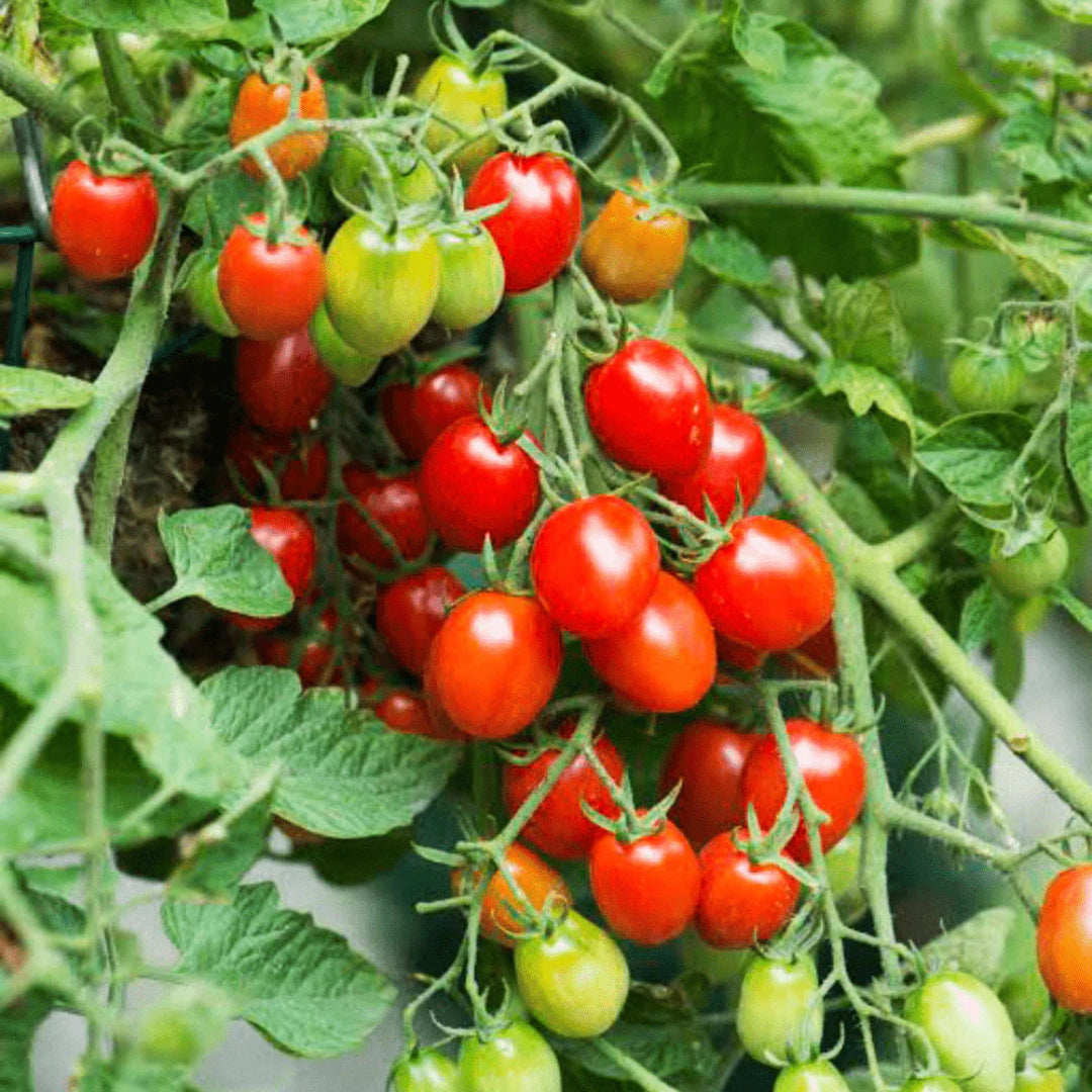 Tomato Plant &