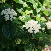 Close-up of All That Glitters Viburnum plant leaves and flowers – easy viburnum care shrub